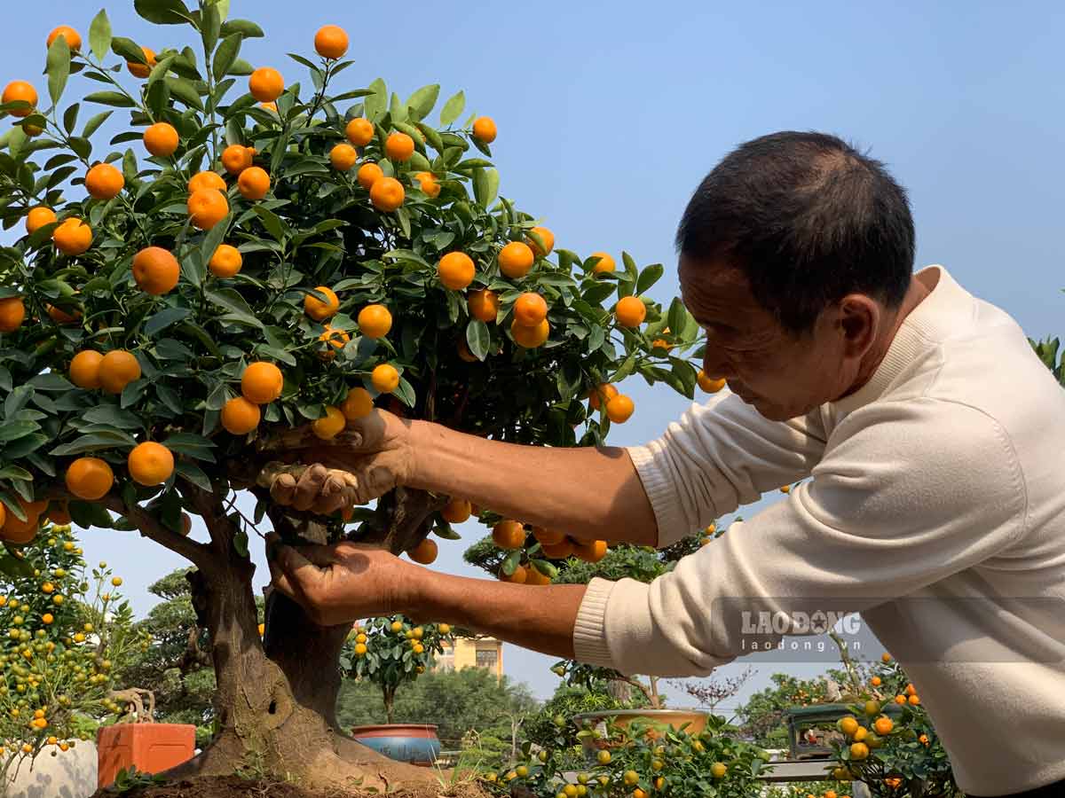 Bonsai kumquat is chosen by many people to buy during Tet in Nam Dinh. Photo: Luong Ha