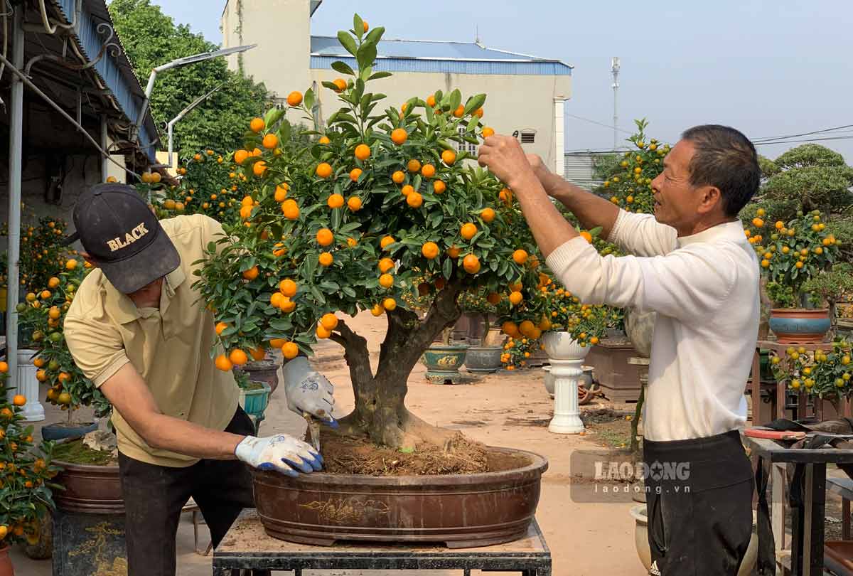 Ong Chau chinh sua cay quat bonsai truoc khi ban giao cho khach. Anh: Luong Ha