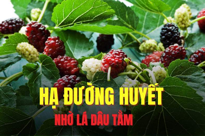 Using mulberry leaves can effectively help lower blood sugar. Graphics: Hai Ly
