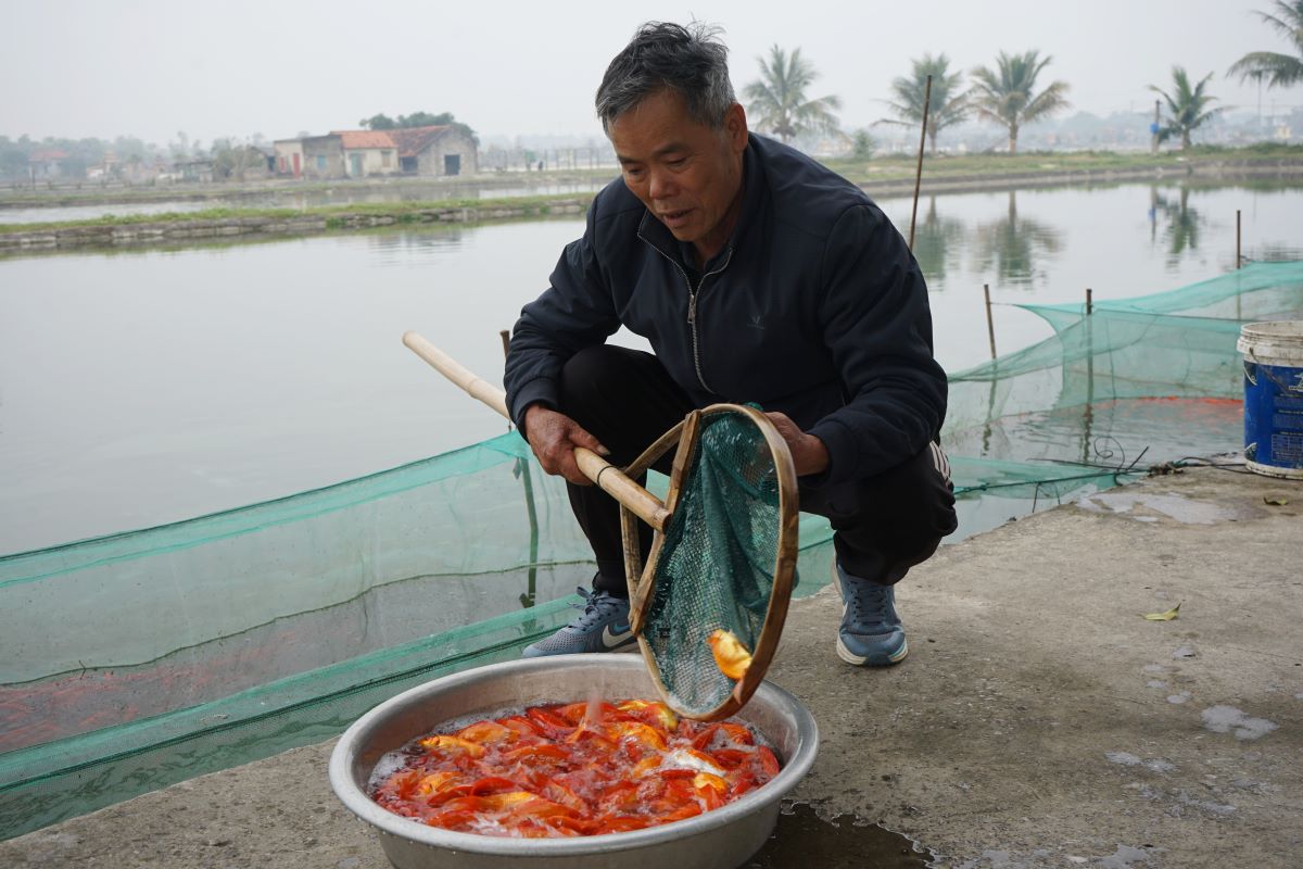 Ong Nguyen Van Loan (63 tuoi), pho Bai Truc, thi tran Tan Phong cho biet, gia dinh ong nhieu doi lam nghe nuoi ca giong. Vao nhung thang cuoi nam, gia dinh lai nuoi them nhieu ao ca chep do de ban truoc ngay Tet ong Cong ong Tao. Anh: Quach Du