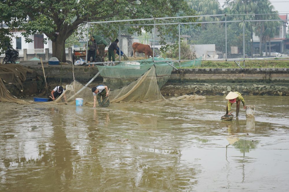 Canh nguoi dan o thu phu ca chep do khan truong thu hoach tai cac ao nuoi. Anh: Quach Du