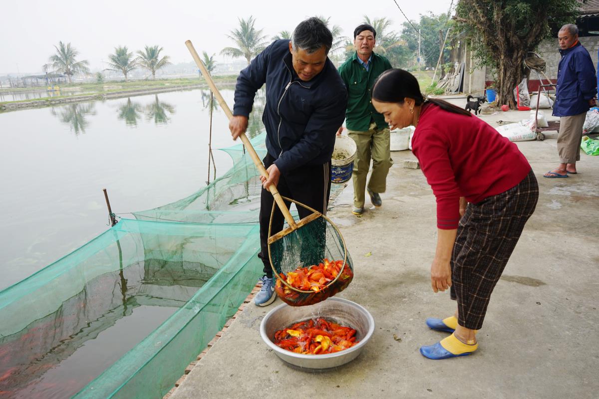 Theo nhieu nguoi dan noi day, hang nam cu vao khoang ngay 21 va 22 thang Chap, nguoi dan tai cac lang Bai Chuc, Tan Co, Tan Hau (thuoc thi tran Tan Phong) lai khan truong keo luoi, vot ca chep do. Anh: Quach Du