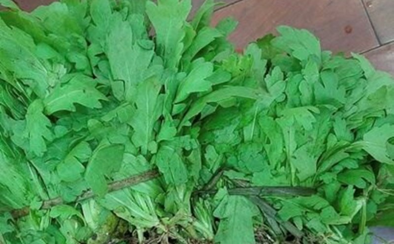Chrysanthemum greens are an ideal choice to add to your daily diet. Photo: Kieu Vu.