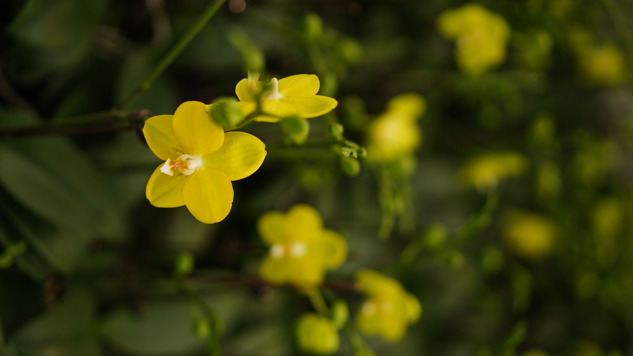 Orchids. Photo: Duong Binh