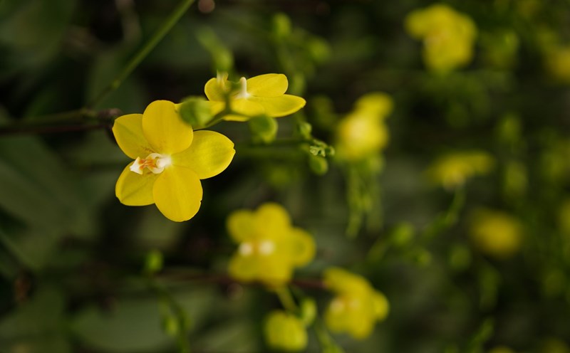 Orchids. Photo: Duong Binh