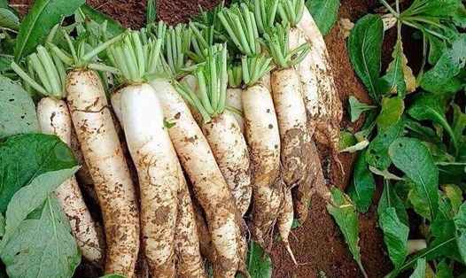 Bổ sung củ cải trắng vào chế độ ăn để hỗ trợ hạ đường huyết nhưng cần chế biến đúng cách. Ảnh: Kiều Vũ