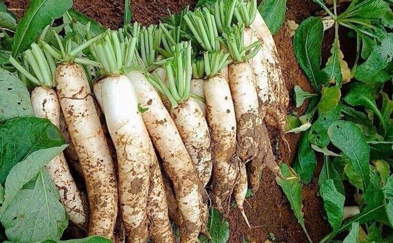 Adding white radish to your diet can help lower blood sugar, but it needs to be prepared properly. Photo: Kieu Vu