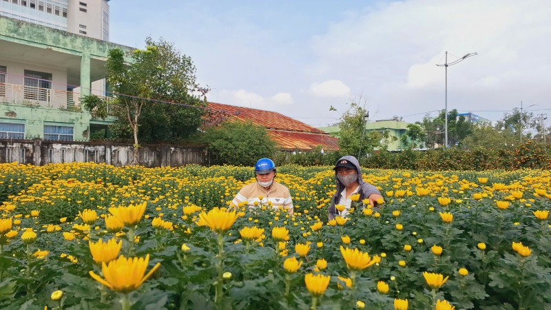 Cho hoa Xuan Tam Ky e am khien nguoi ban hoa lo lang mat Tet. Anh: Hoang Bin