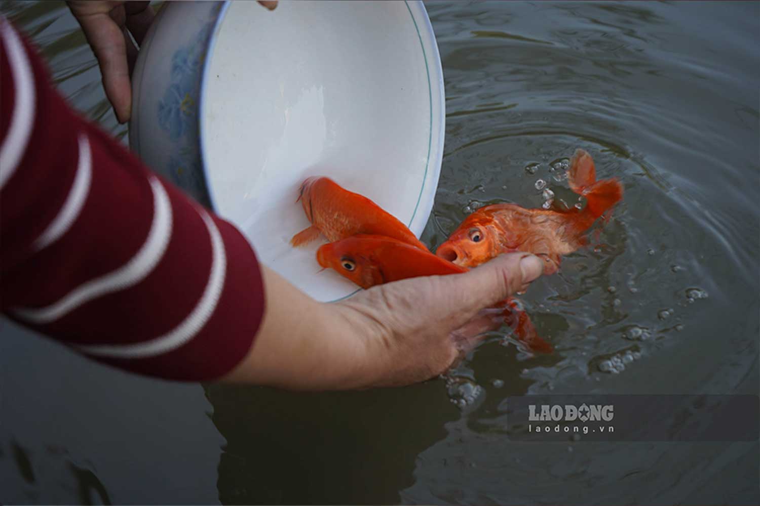 Is it necessary to have a goldfish when worshiping the Kitchen Gods?