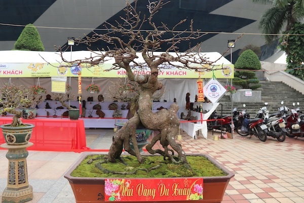 The third Da Nang yellow apricot exhibition and expanded ornamental plants in 2025. Photo: Nguyen Linh