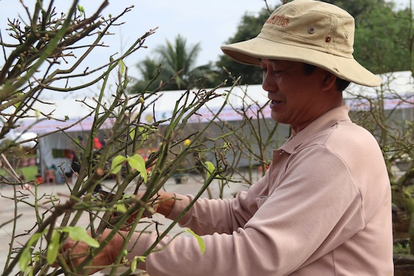 Mr. Nguyen Van Viet, owner of a mai garden in Dien Ban, Quang Nam, is selling mai in Da Nang. Photo: Nguyen Linh