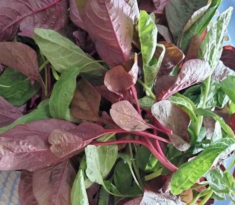 Losing weight by adding amaranth to your diet will be more effective when prepared properly. Photo: Kieu Vu