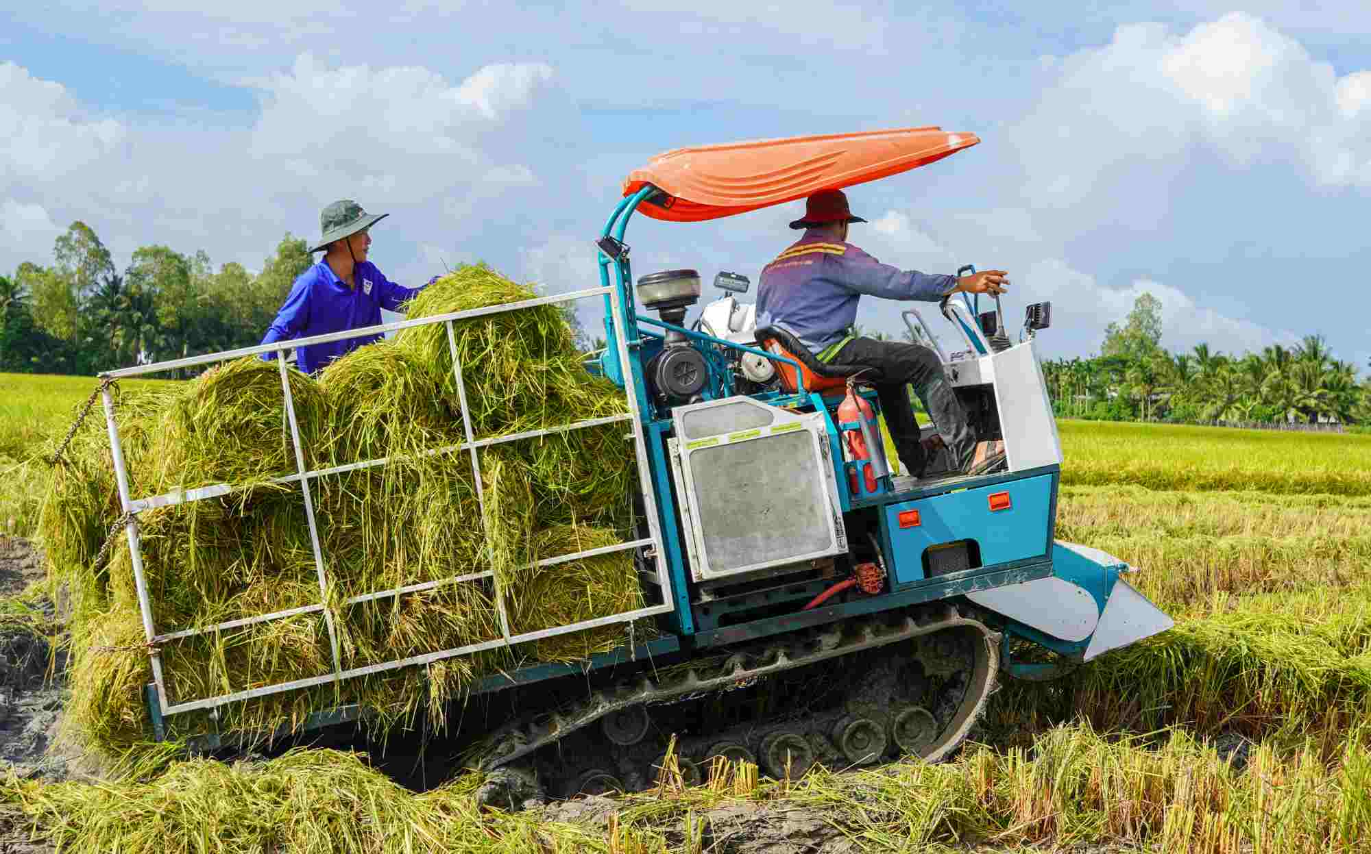 Removing straw from the fields is a way to reduce greenhouse gas emissions. Photo: PHUONG ANH