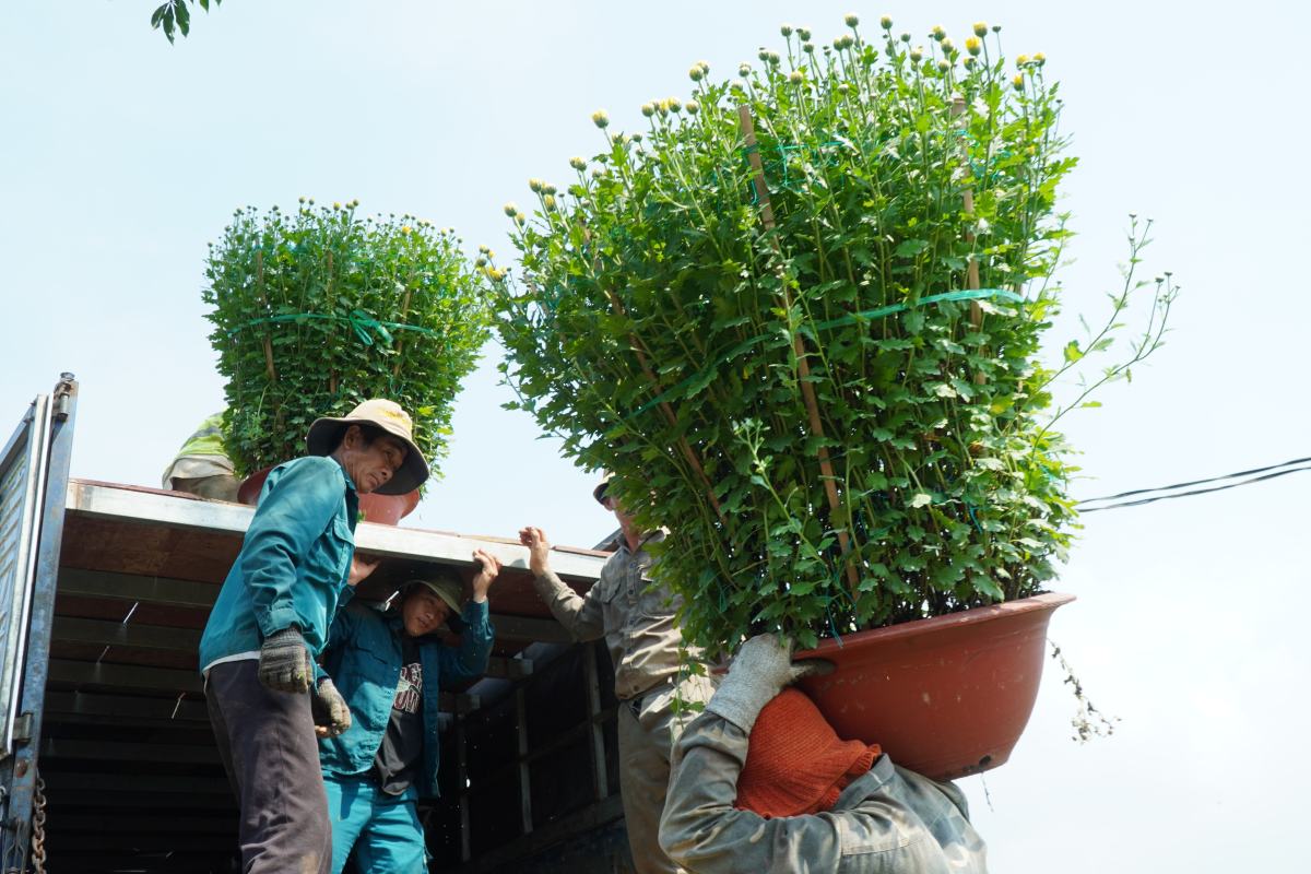 Cac chau hoa noi tiep nhau xuat vuon. Theo UBND xa Lang Lon, vu hoa Tet 2025 uoc tinh co khoang 36 nha vuon trong hoa, cung ung ra thi truong gan 100.000 chau hoa cac loai. Nam nay, do thoi tiet phuc tap, anh huong sau benh nen hoa hu hai va no cham nhieu, cung voi chi phi cao nen thu nhap cua nguoi trong hoa cung khong kha quan. Anh: Thanh An