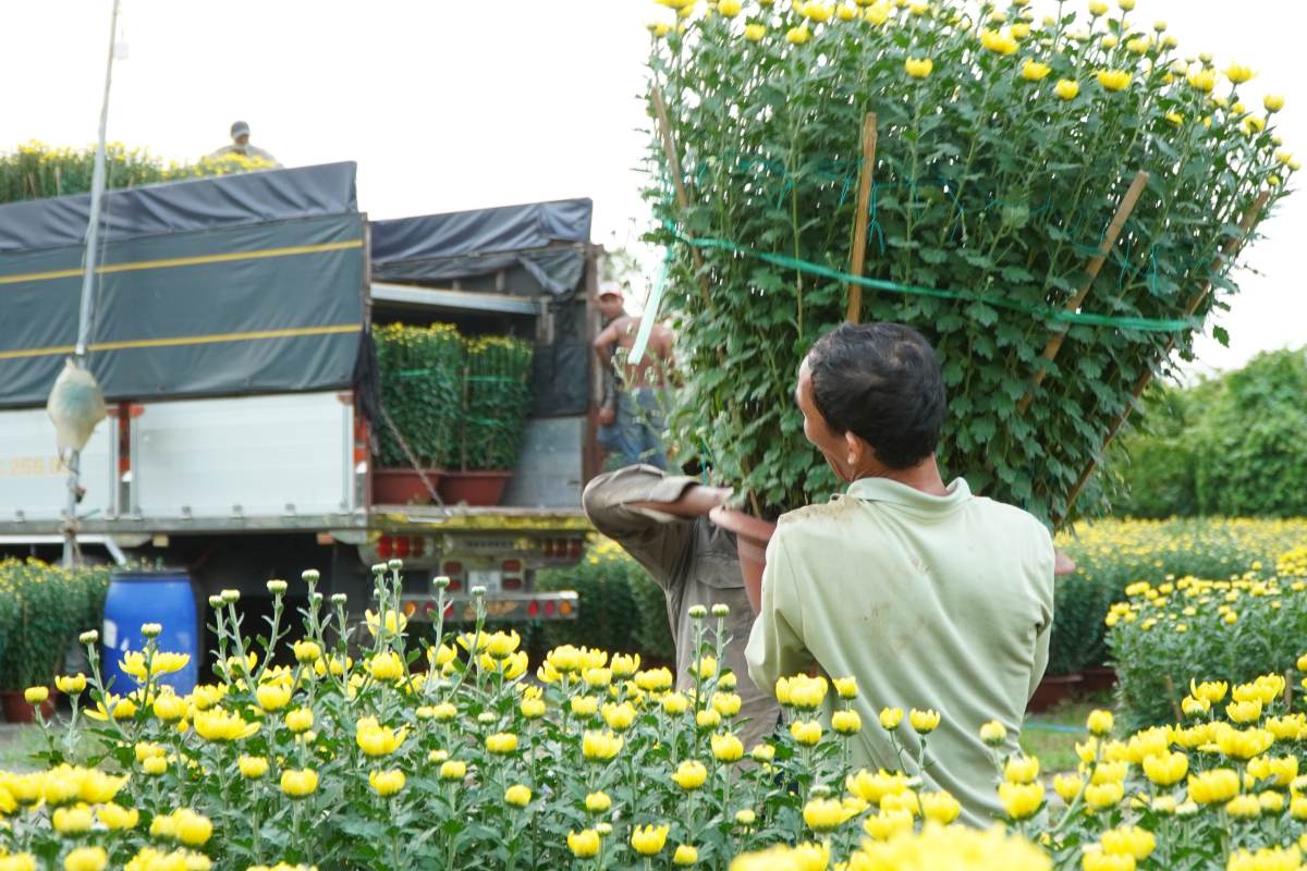 Voi hang ngan chau hoa xuat ban o moi nha vuon, khong the thieu nhung cong nhan boc vac cac chau hoa len xe tai de van chuyen di. Day la co hoi cho nhung lao dong tu do tai dia phuong kiem them thu nhap truoc Tet. Anh: Thanh An