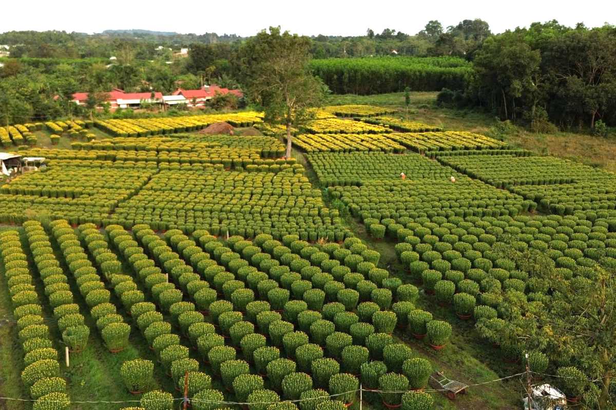 Nhung ngay gan day, cac nha vuon hoa Tet tren dia ban tinh Ba Ria - Vung Tau vao cao diem xuat ban hang. Anh: Thanh An