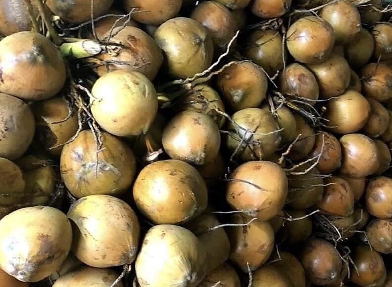 If you want to lose belly fat, you should consider eating more coconut. Photo: Kieu Vu