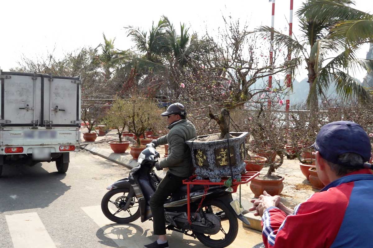 Transporting peach trees at Ha Long Flower Fair. Photo: Doan Hung