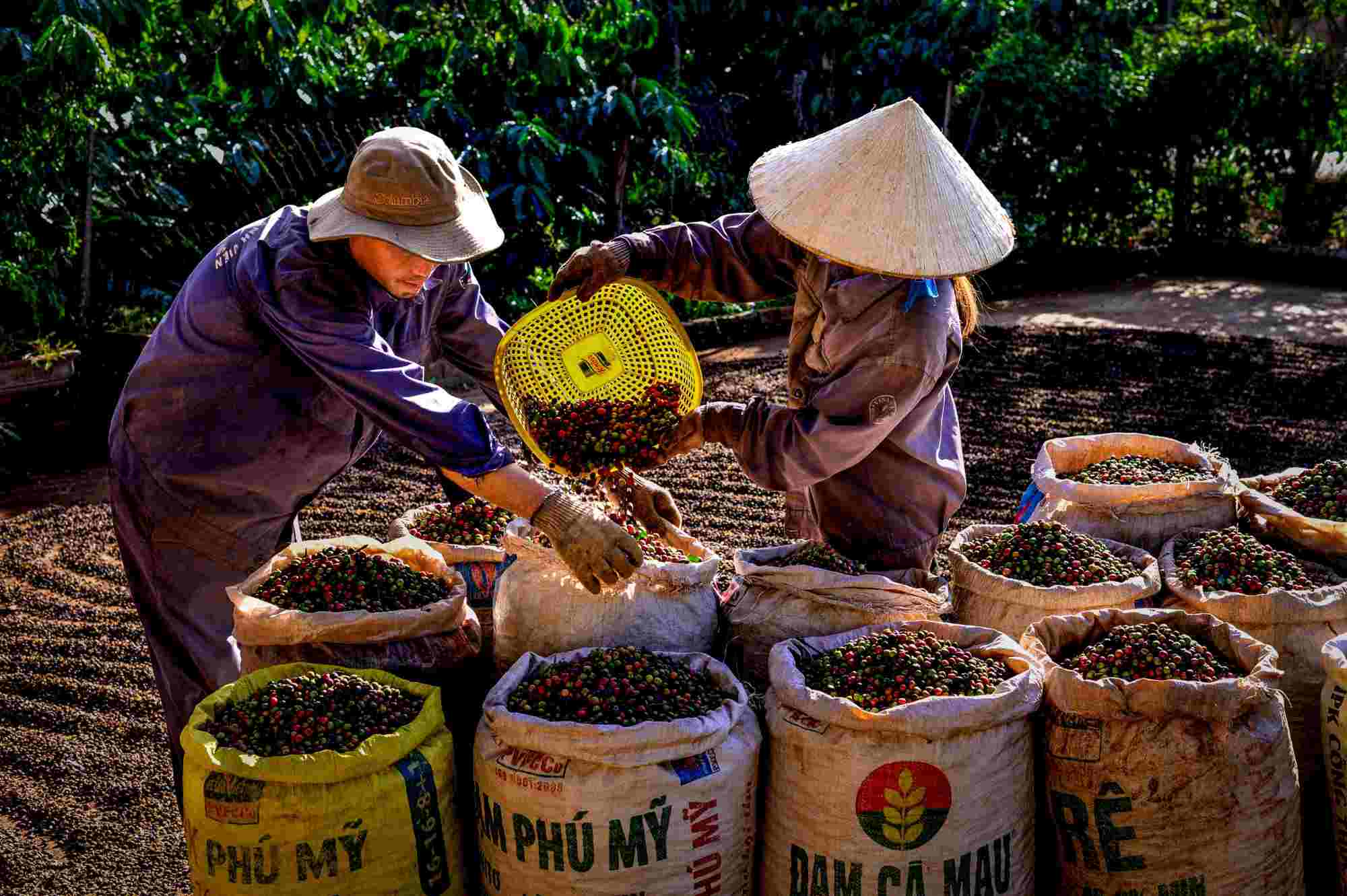 People in Dak Lak province harvest coffee. Photo: Duy Thuong