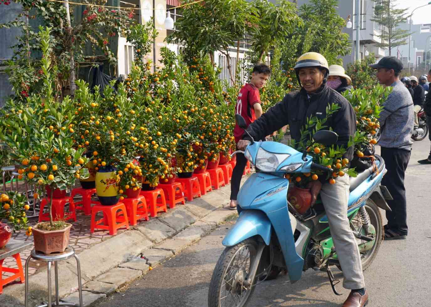 Ai nay deu dang hoi ha chon lua nhung chau hoa, cay dao, cay quat hay cac loai cay canh khac de mang ve lam dep cho khong gian gia dinh, chuan bi don Tet co truyen.