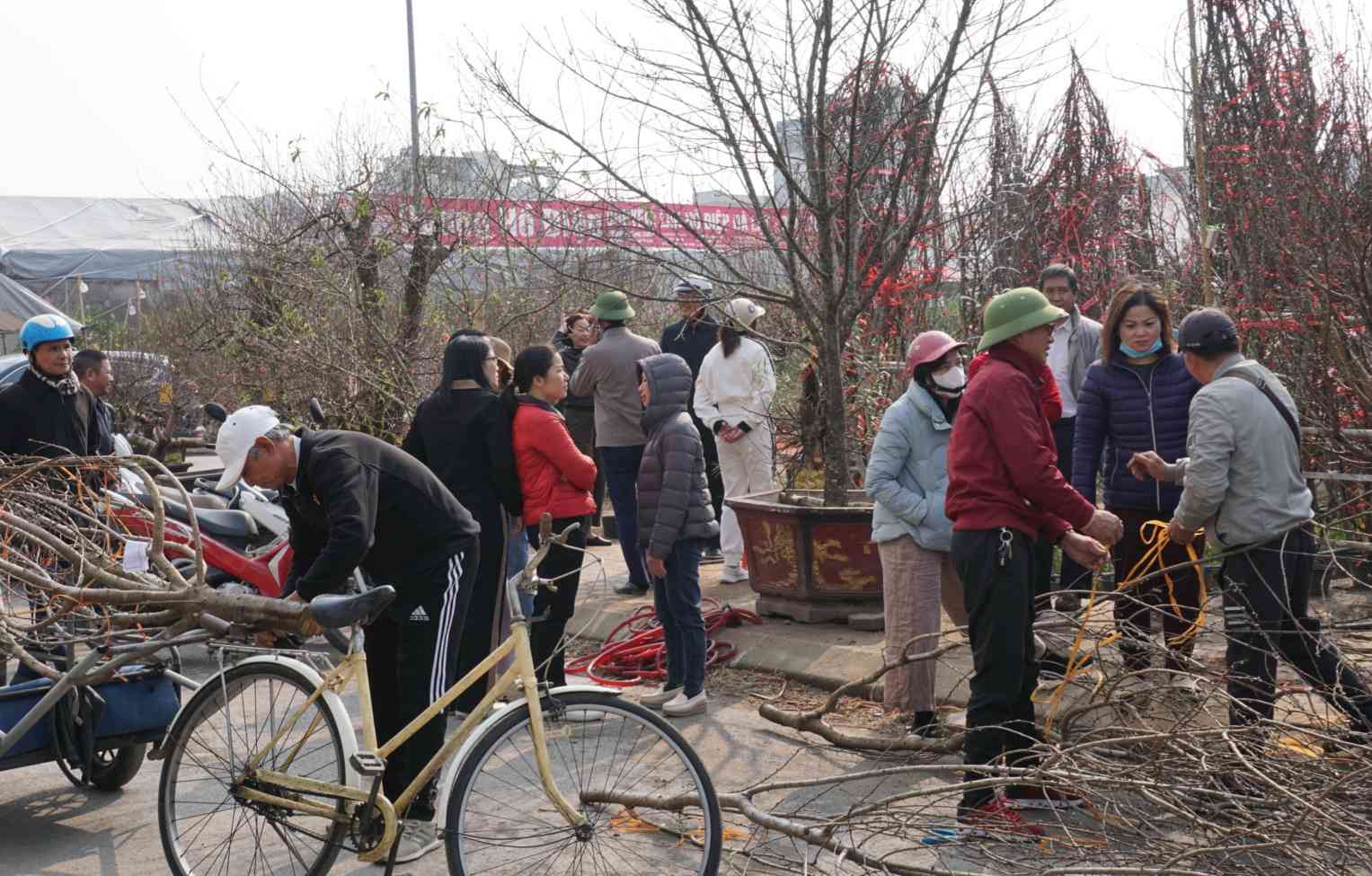 Ai nay deu dang hoi ha chon lua nhung chau hoa, cay dao, cay quat hay cac loai cay canh khac de mang ve lam dep cho khong gian gia dinh, chuan bi don Tet co truyen