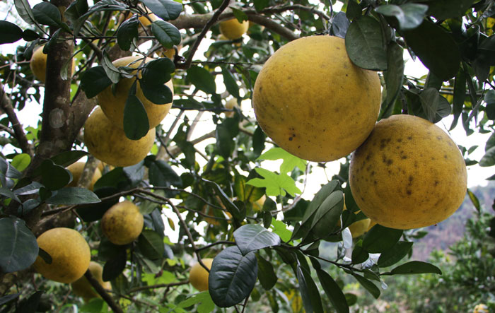 Soi Ha grapefruit (Tuyen Quang) is exported to the UK market for the first time. Photo: Nguyen Tung