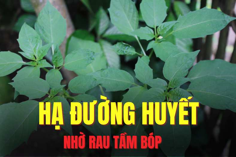 Spinach is a wild plant known for its ability to effectively lower blood sugar. Graphics: Hai Ly