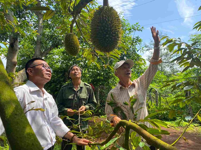 Sau rieng van dang cho nguoi nong dan nguon thu nhap on dinh. Anh: Bao Trung 