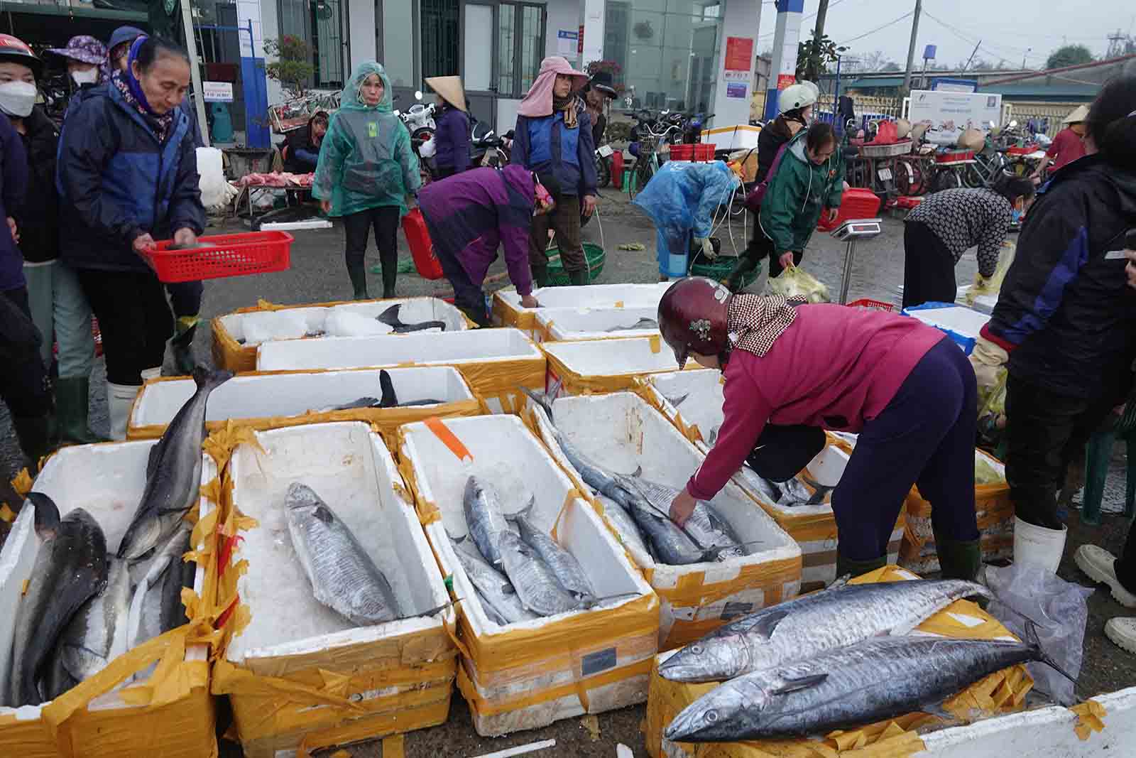 Co nhung con ca lon nang den 10kg, duoc ban voi gia gan 1 trieu dong. Anh: Tran Tuan.