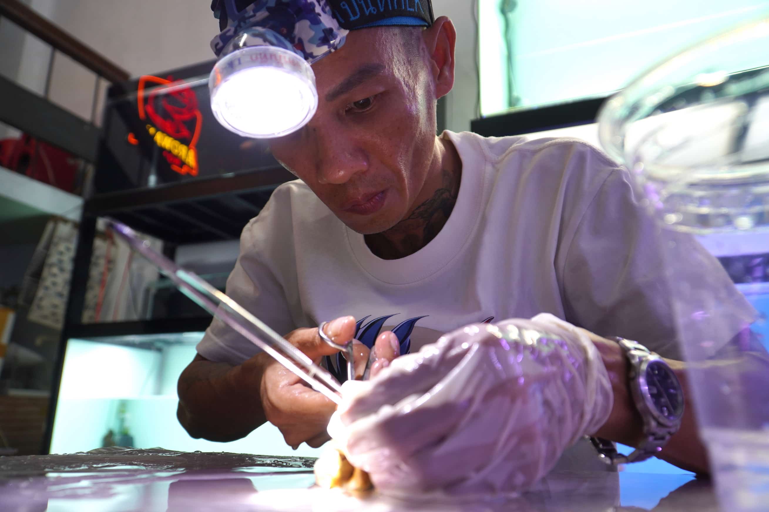 Mr. Ha Nguyen Hoang is considered a cosmetic surgeon for arowana fish. Photo: Huu Long