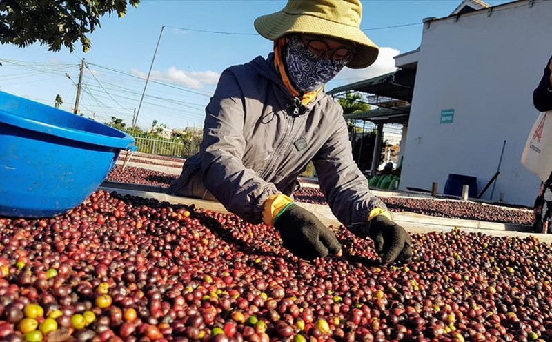 Coffee price today January 23: Continuing the upward trend. Photo: Vu Long.