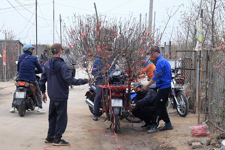 Hanoi people go to the garden to buy kumquat and peach blossoms for Tet