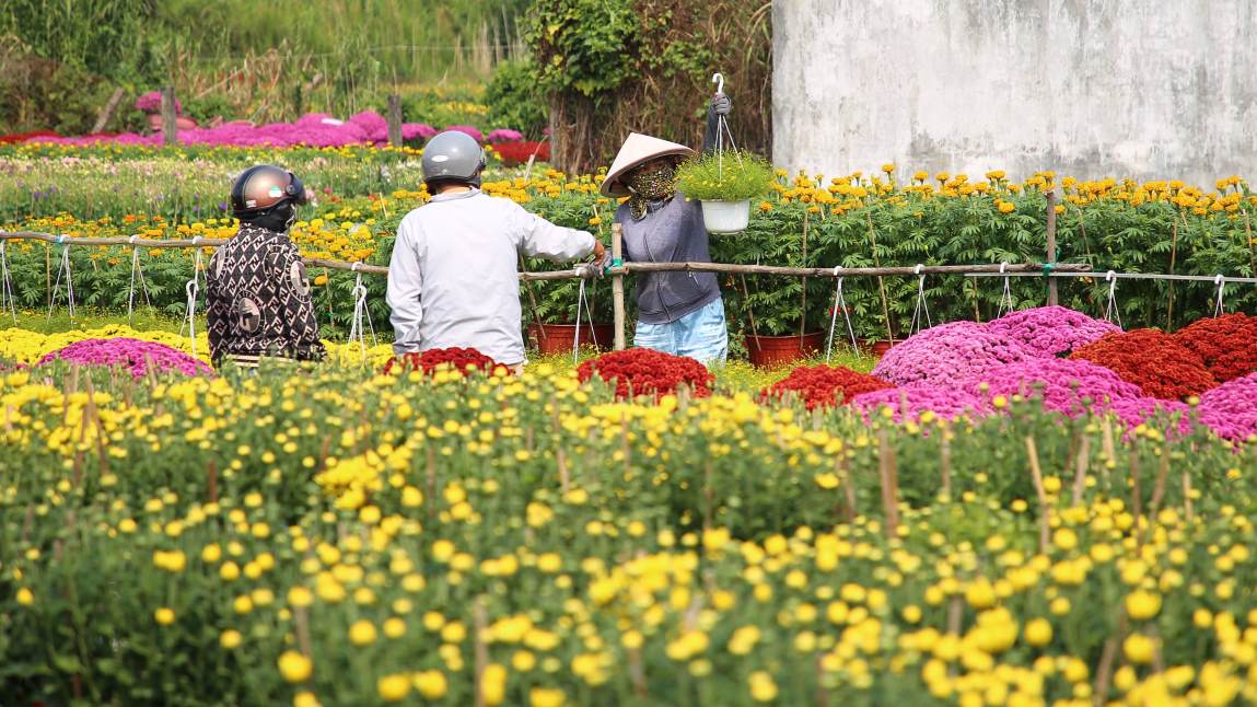 Theo Phong Kinh te - Ha tang quan Binh Thuy (TP Can Tho), dien tich lang hoa Pho Tho - Ba Bo nam nay uoc tinh khoang 18ha. Hon 30 ho trong hoa, voi san luong khoang 188.600 gio.