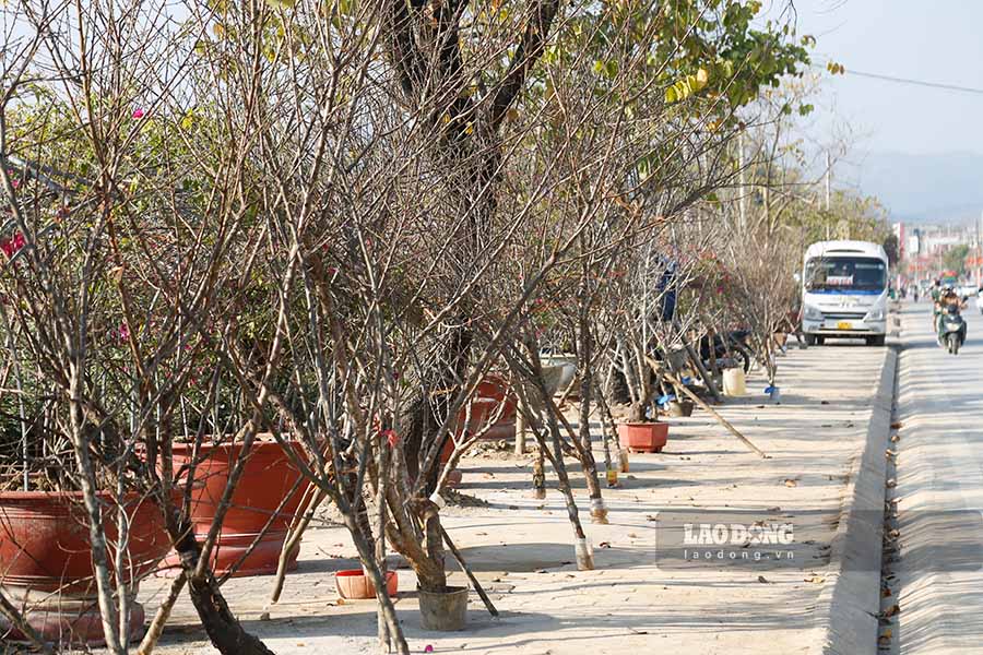 Thousands of wild peach branches for sale along Nguyen Huu Tho Street, Dien Bien Phu City show no signs of blooming. Photo: Thanh Binh