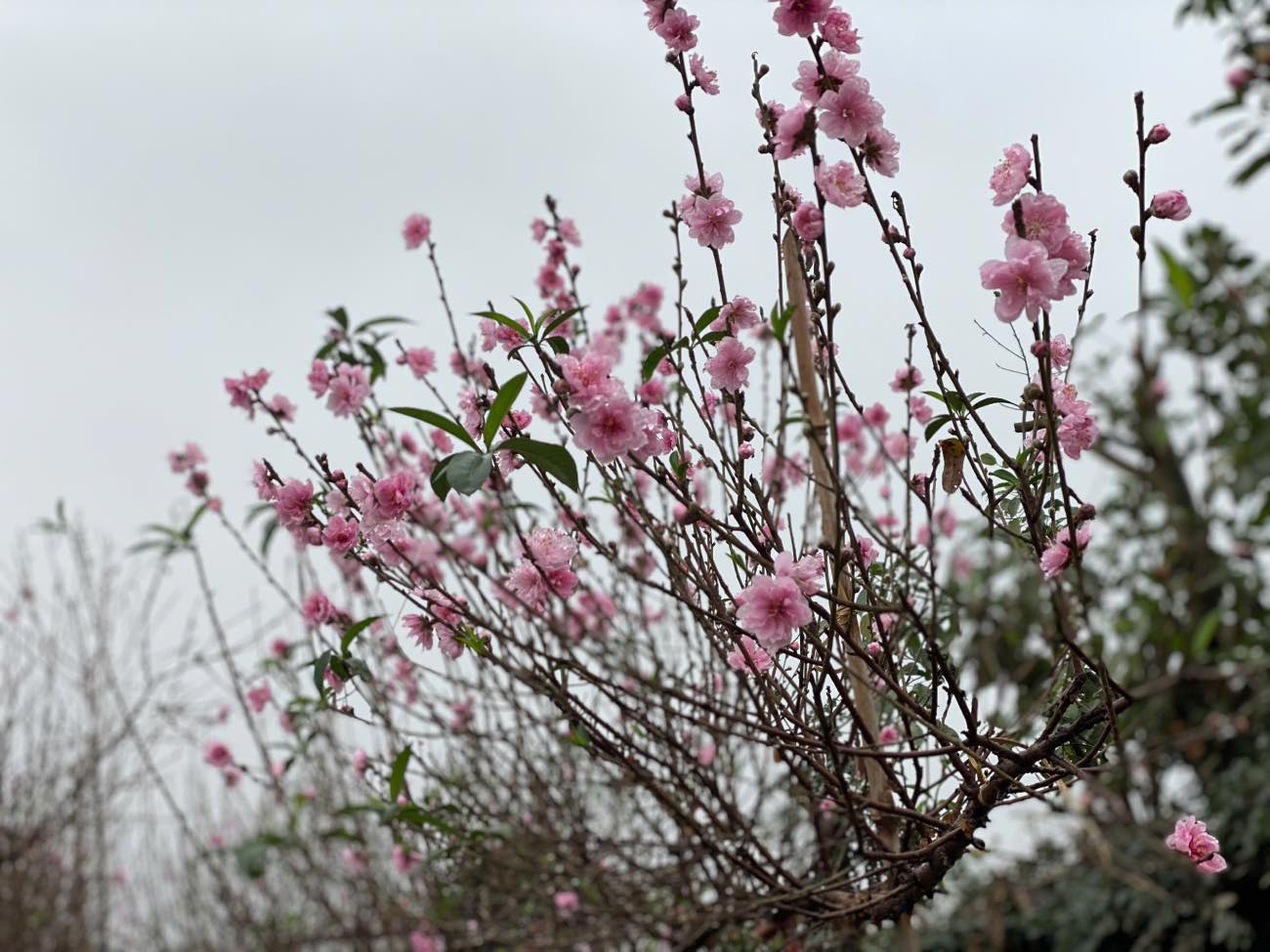 This year, peach prices are somewhat higher than previous years due to the impact of the storm. Photo: Nhat Minh