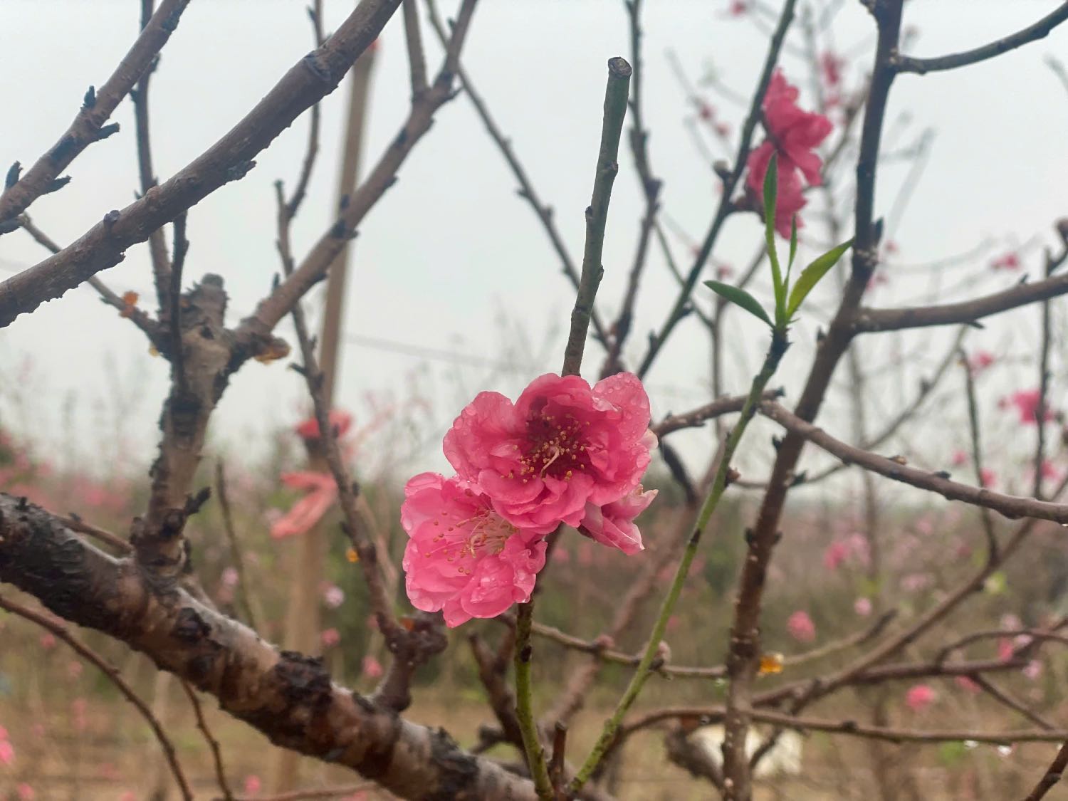 Nam nay, du anh huong boi con bao so 3, nhung cac nha vuon van co du so luong, chung loai cay de phuc vu nguoi dan. Anh: Nhat Minh