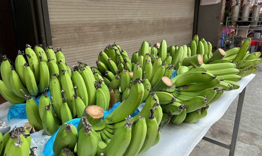 Các nải chuối xanh có giá tương đối cao vào dịp cận Tết năm nay. Ảnh: Mai Chi