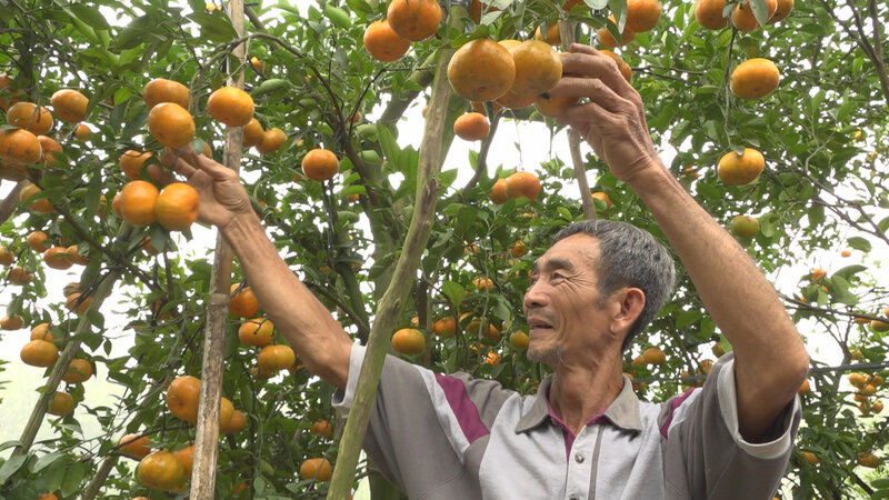 Lai Vung farmers are busy harvesting red tangerines to welcome Tet. Photo: Hoang Loc