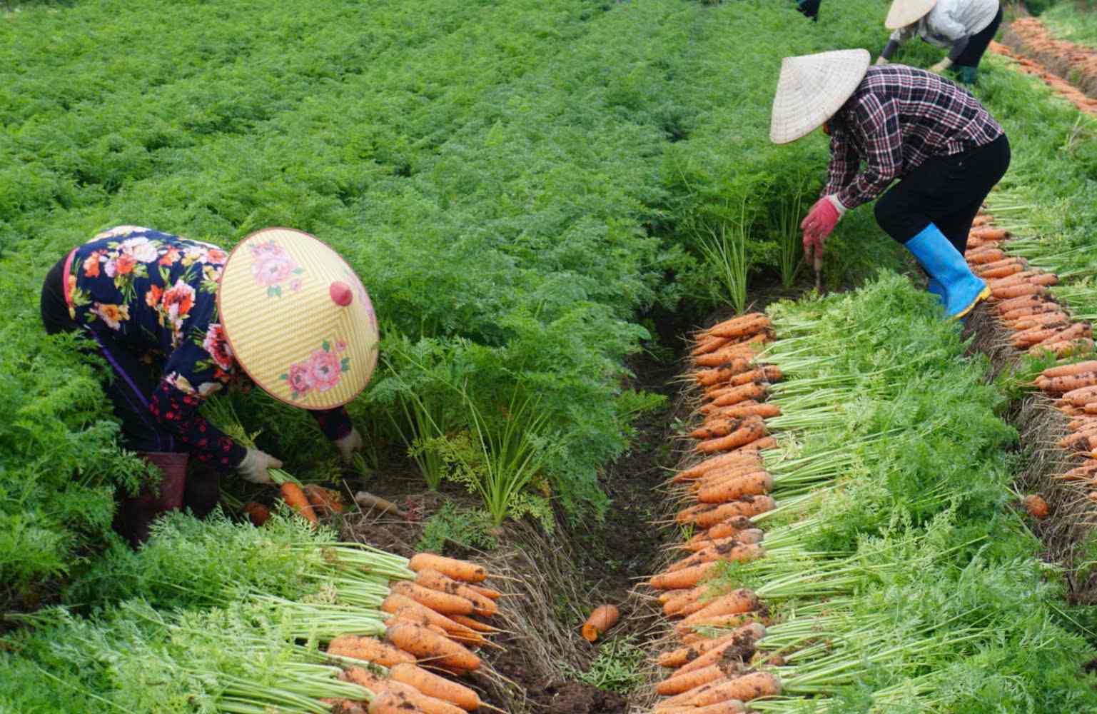 People are busy harvesting carrots in Duc Chinh commune (Cam Giang district, Hai Duong province). Photo: Cong Hoa
