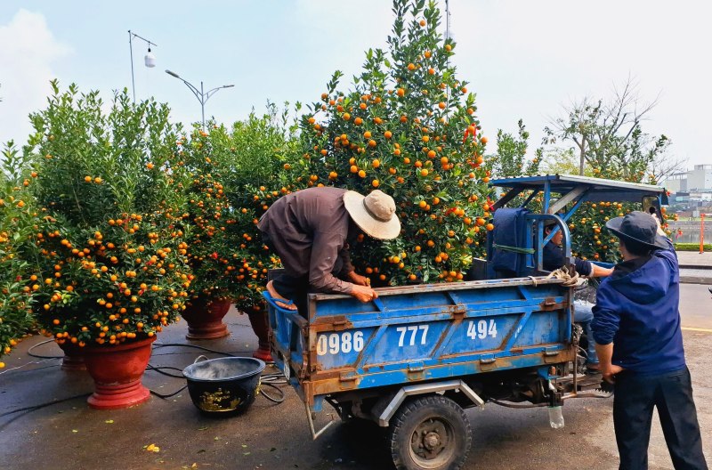 Lao dong tu do co them thu nhap tu viec van chuyen cay quat ve nha cho khach. Anh: Hoang Bin