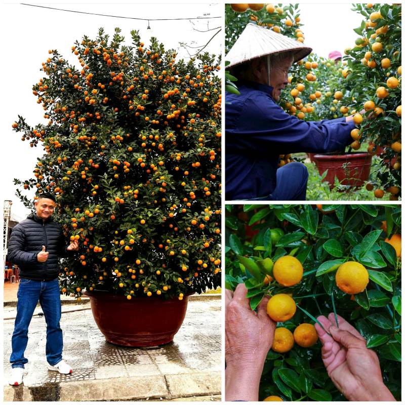 Nha vuon trong quat Hoi An phan khoi vi nam nay duoc mua, duoc gia. Anh: Hoang Bin