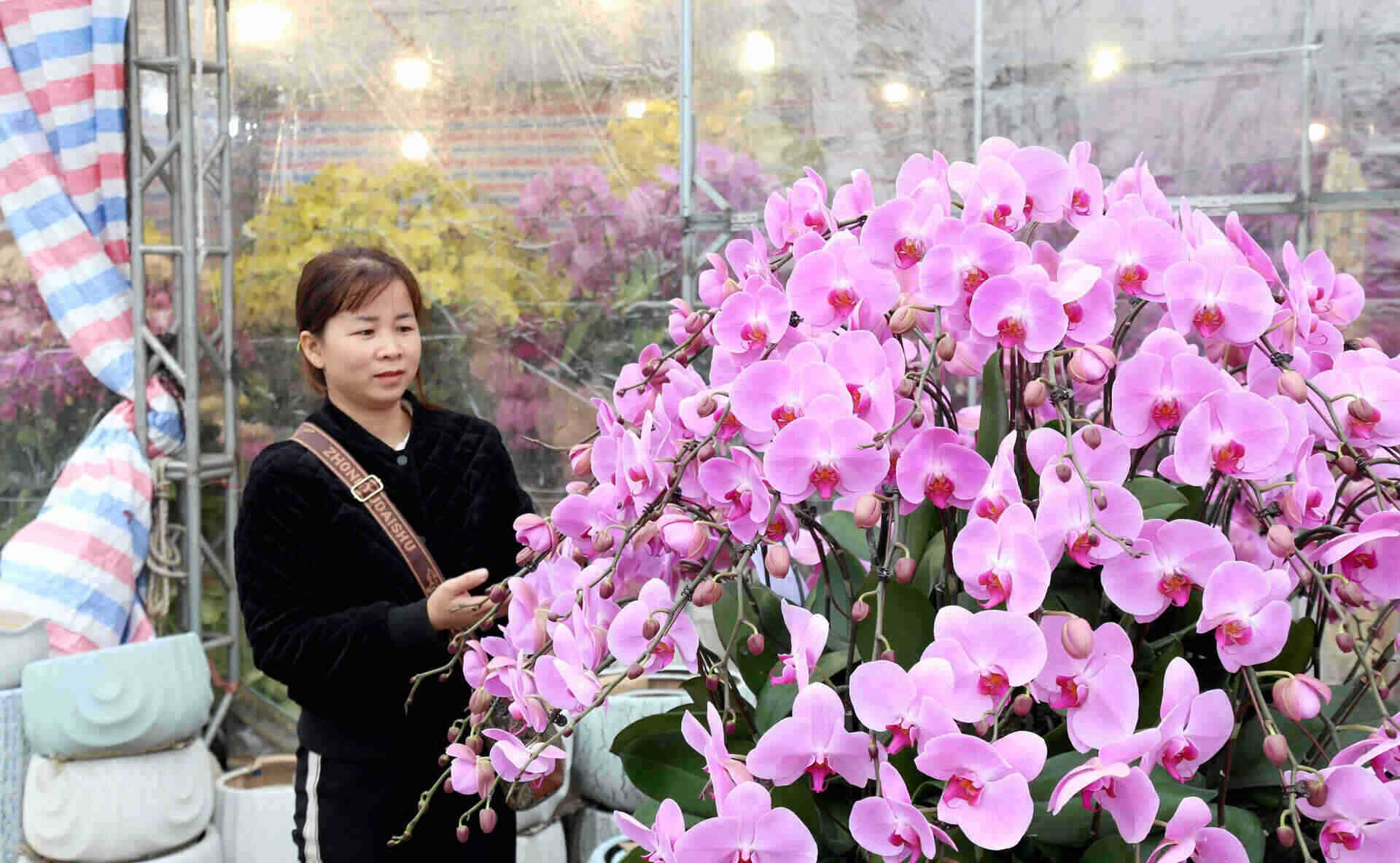 Theo các tiểu thương tại chợ hoa Tết Ninh Bình, năm nay người dân đi mua sắm hoa để chơi Tết muộn. Đến hôm nay (26.12 âm lịch) còn 4 ngày nữa là đến Tết Nguyên đán 2025 người dân mới bắt đầu đi mua sắm nhiều và chợ hoa cũng nhộn nhịp hơn. Ảnh: Nguyễn Trường