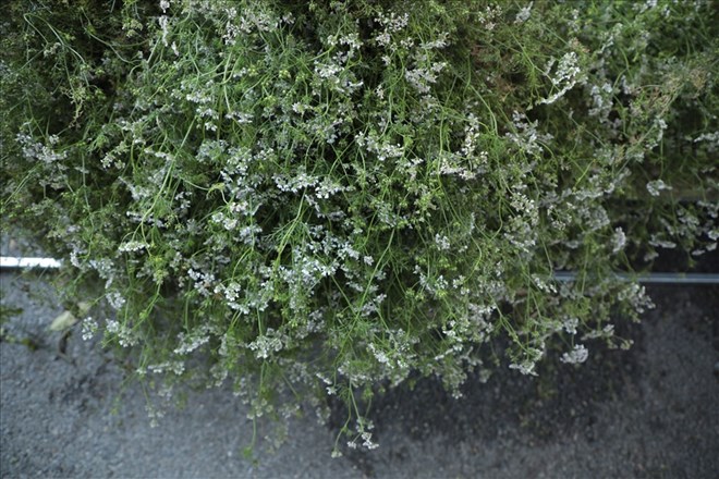 Many people buy old coriander leaves to bathe on the 30th of Tet. Photo: Hoai Anh