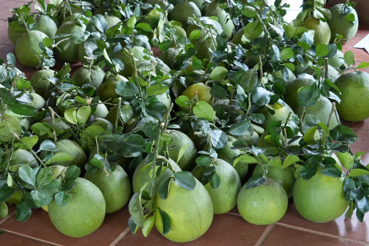 Grade 1 grapefruits just cut in Mr. Kha's garden, being prepared for packaging for delivery during Tet. Photo: Thanh An