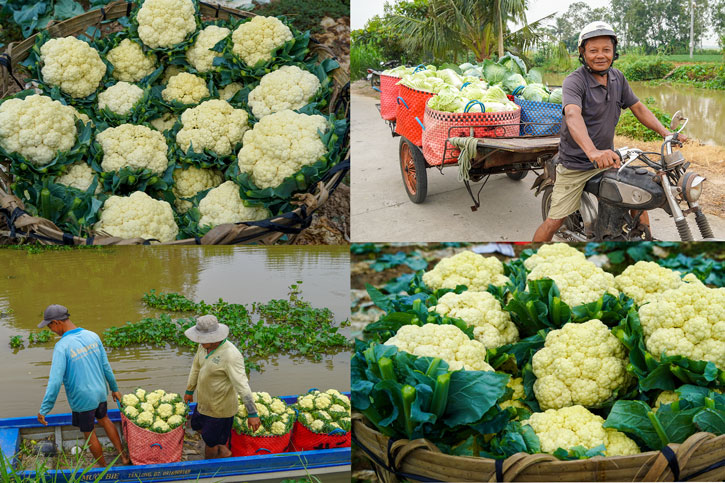 Theo nhieu nong dan chia se, vu rau mau Tet thuong co nang suat cao hon so voi cac vu khac trong nam do thoi tiet thuan loi. Voi 1.000 m2 canh tac, nong dan co the thu duoc hon 2 tan bap cai hoac sup lo. Mac du gia ban co giam so voi thoi diem trai vu, nhung nho thoi gian gieo trong ngan, quay vong dat nhanh, nguoi trong van co lai. Hien tai, gia bap cai duoc thuong lai thu mua tai ruong dao dong tu 4.500 - 5.000 dong/kg; sup lo tu 8.000 - 9.000 dong/kg, cac loai rau an la cung co gia khoang 10.000 dong/kg.