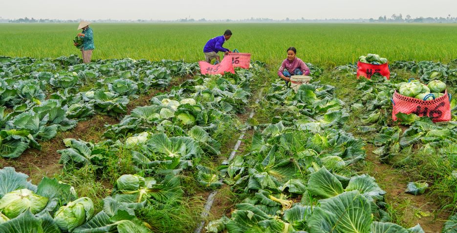 Nhung ngay nay nong dan trong rau mau o huyen My Xuyen (tinh Soc Trang) dang tat bat thu hoach rau de cung ung cho thi truong Tet 2025. 