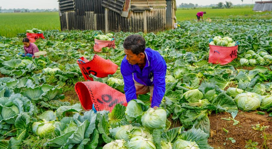 Ong Nguyen Quang Hoang cho biet vu rau nam nay gia dinh canh tac hon 500m2 cai bap thu hoach hon 1 tan. Gia ban tu 4.500 - 5.000 dong/kg. Thu nhap khoang 4,5 trieu dong. “Thoi tiet nam nay tuong doi thuan loi, cai cho bap dep, khong bi nut. Tuy nhien gia ban hoi thap nen tru chi phi nguoi trong khong loi duoc nhieu“, ong Hoang cho biet.