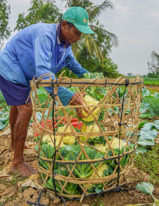 Ong Tran Thien Thanh o xa Dai Tam (huyen My Xuyen, tinh Soc Trang) cho biet dip sat Tet la thoi diem tat bat nhat cua gia dinh ong vi phai lien tuc thu hoach rau mau de kip ban cho thuong lai. “Vu nay toi trong 500 m2 sup lo, thu hoach tren 1 tan, gia ban 8.000 - 10.000 dong/kg, loi nhuan khoang 5 trieu dong. Voi nguon thu nay gia dinh co dieu kien mua sam do dung trong nha de don Tet va de danh mot it chi phi cho vu rau mau tiep theo“, ong Thanh noi.