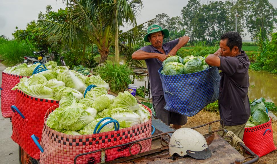 Nhan cong khan truong van chuyen rau mau ve cac vua de phan loai, van chuyen va mang ra cho.