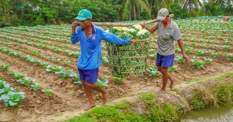 Vựa rau lớn ở Sóc Trăng vào vụ Tết
